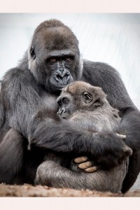 People And Animals (3rd) Gorilla Love - Marvin Price