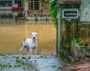 People and Animals (2nd) After the Cyclone – Chennai India by Mike Garver