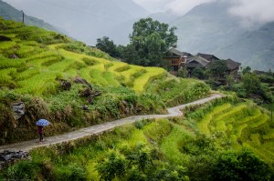 Longji Rice Terraces - Digital-3rd   