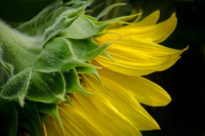 Fuzzy Sunflower - Digital-2nd 