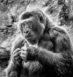 Portrait of a Primate - Digital HM   