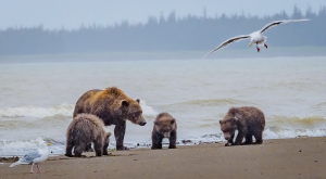 Grizzly Bears Clamming - 1st Digital