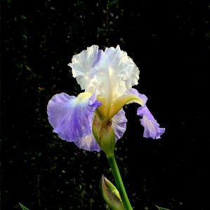 Iris White Blue - 1st Print
