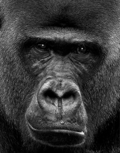 Silverback Gorilla - Mike Klenetsky