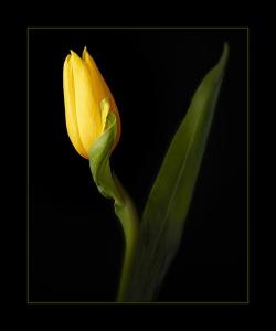 1st-Place-Print-Ela-Marie-Blanton-Yellow-Tulip