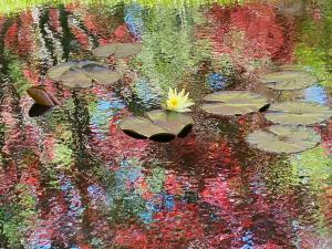 Wind and Water Lillies - Beverly Korfin
