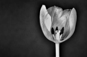 Honorable Mention - Still Life & AbstractLast Tulipby David Gendusa