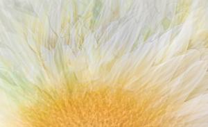 Gossamer sunflower - Cheryl Lea Tarr