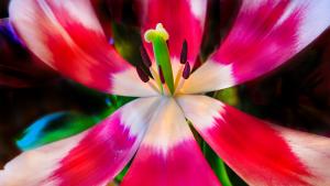Tulips up Close - John Minnick