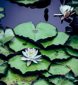 Landscape & NatureHonorable MentionWater Lily TranquilityChristi Herman 