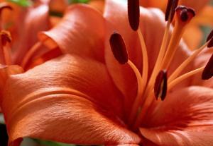 Orange Lily - Susan K Frieland