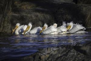 Rainy River PelicansJohnston ClarkPeople & Animals
