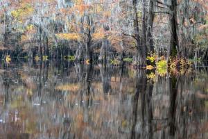 Honorable Mention PrintSteve Grundy"Caddo Lake Reflections"